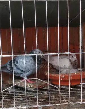 Bird for Sale