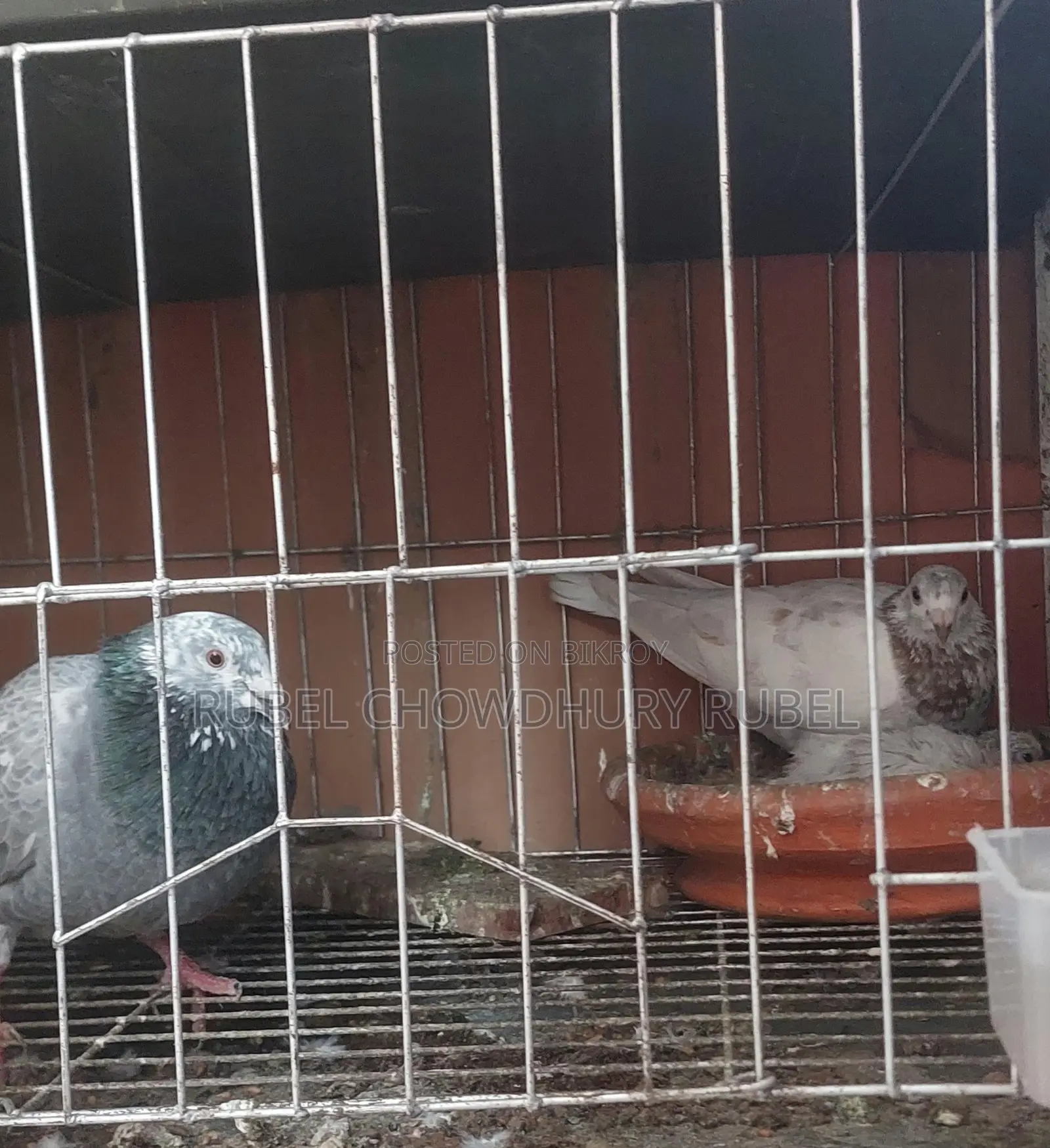 Bird for Sale