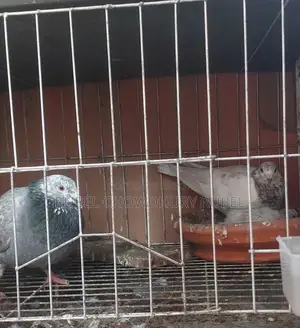 Bird for Sale