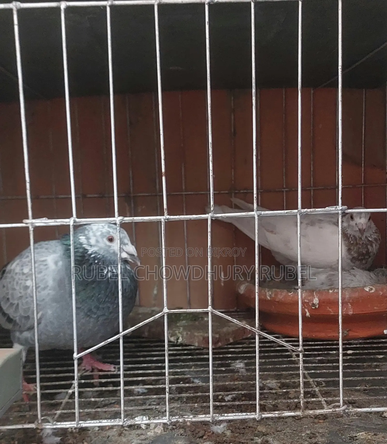 Bird for Sale