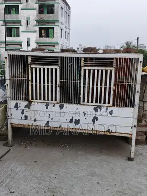 কবুতরের ধাপরি