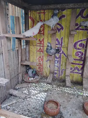 কবুতরের ধাপরি