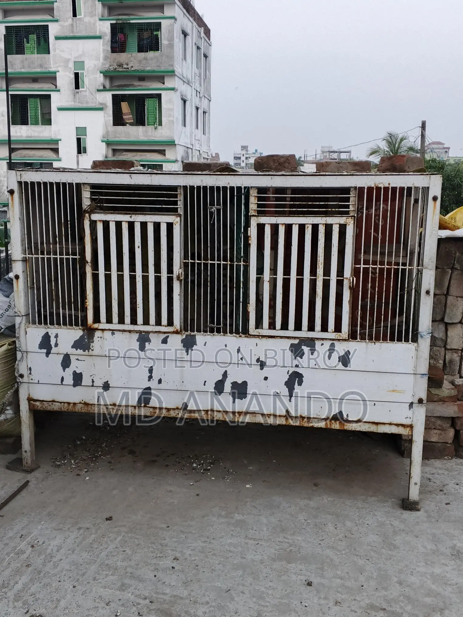 কবুতরের ধাপরি