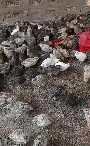 Japanese Quail Hatching Eggs