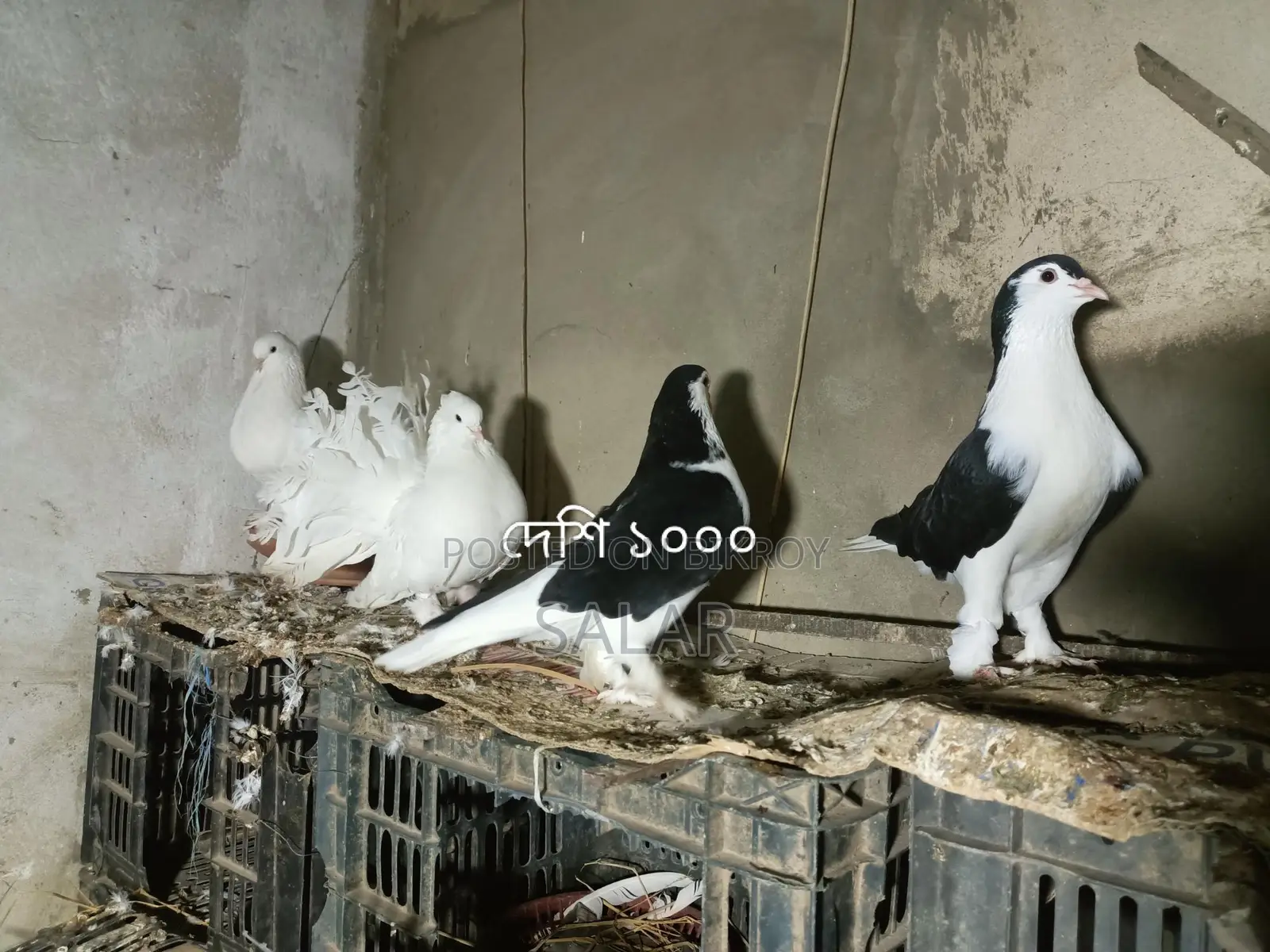Pigeons for Sale