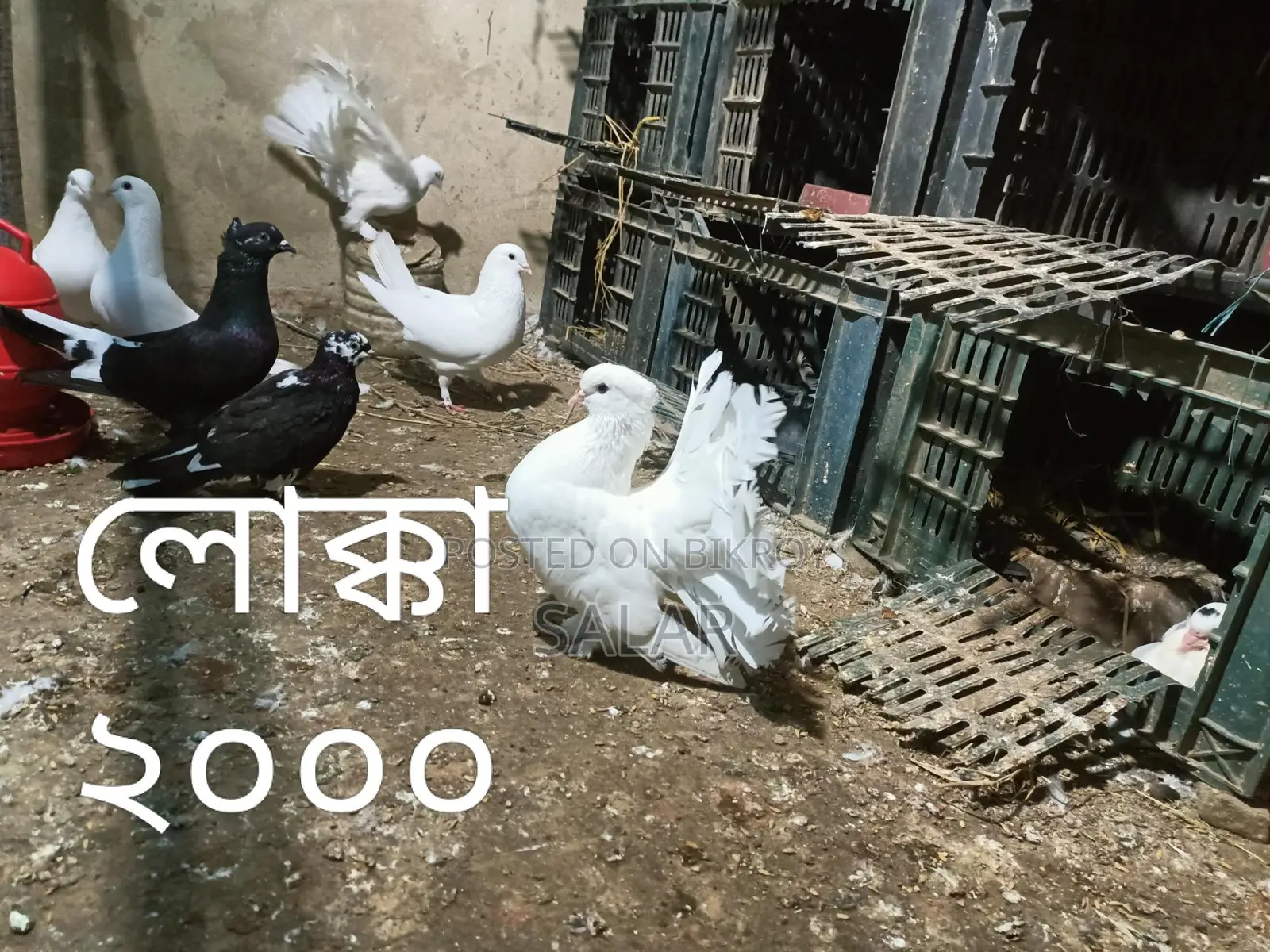 Pigeons for Sale