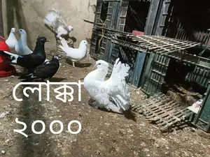 Pigeons for Sale
