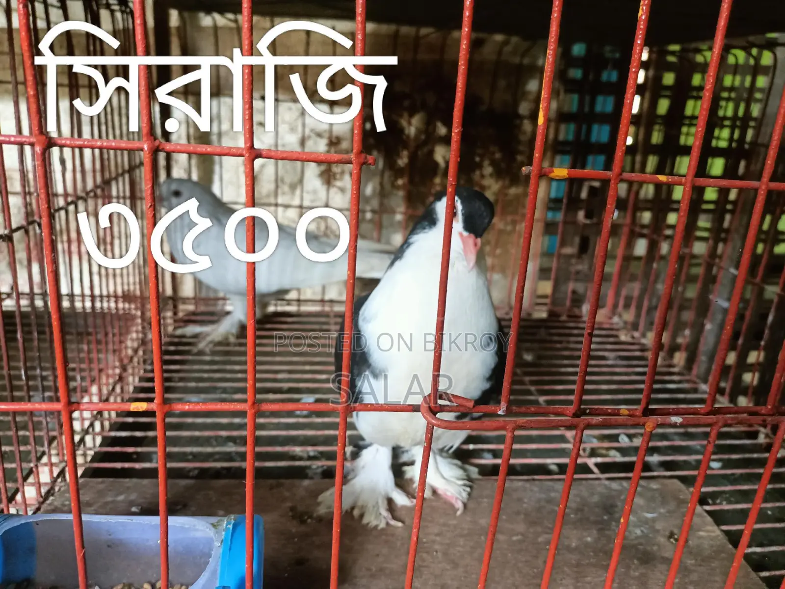 Pigeons for Sale