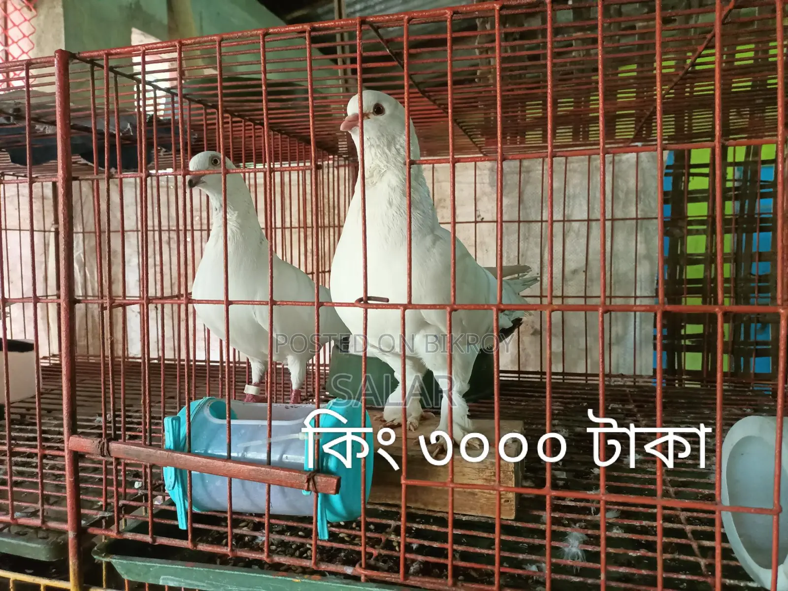 Pigeons for Sale