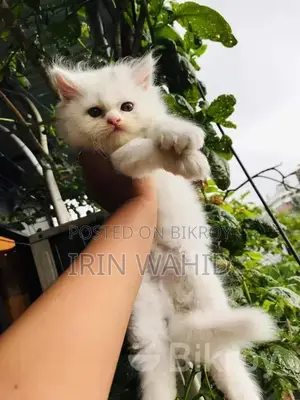 Traditional Persian