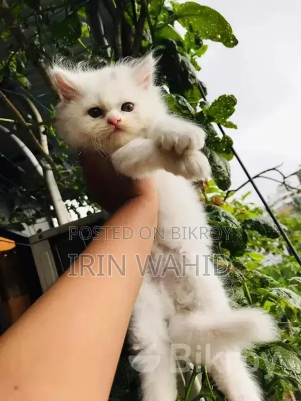 Traditional Persian