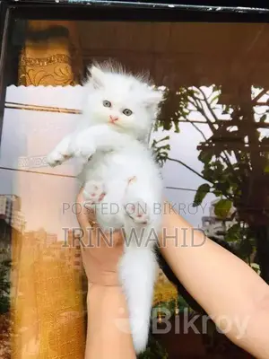Traditional Persian