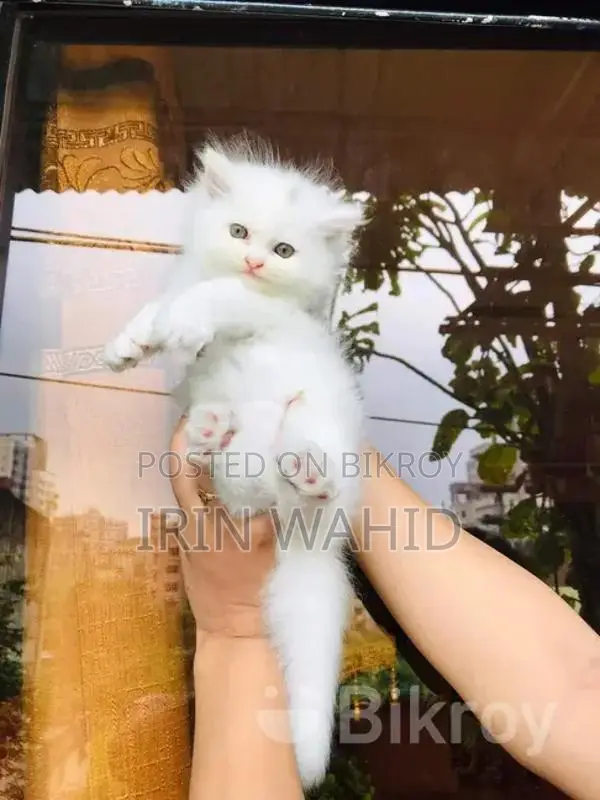 Traditional Persian