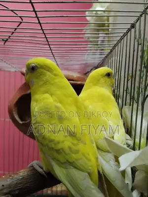 Lutino And Fellow Red Eye Master Pair