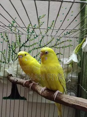 Lutino And Fellow Red Eye Master Pair