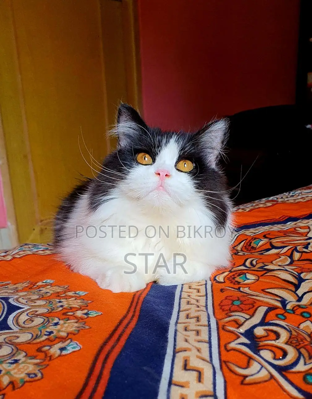 Pure Persian Triple Coated Adult Cat