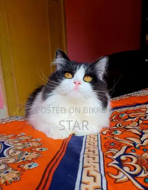 Pure Persian Triple Coated Adult Cat