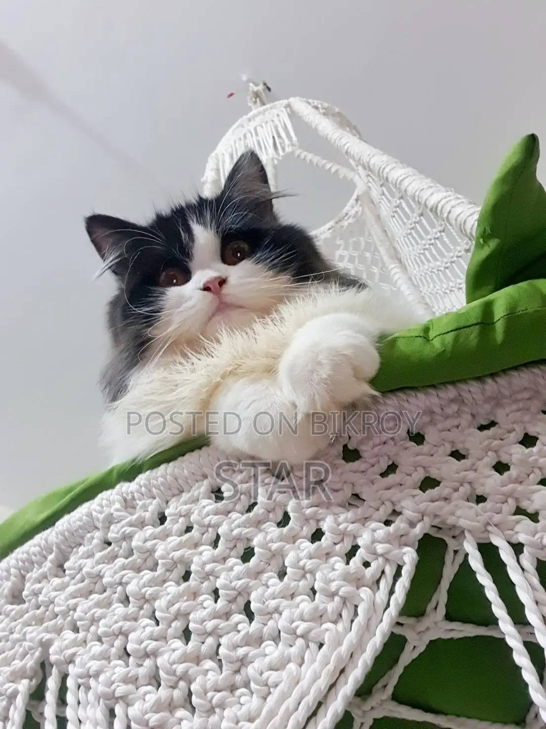 Pure Persian Triple Coated Adult Cat