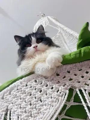 Pure Persian Triple Coated Adult Cat