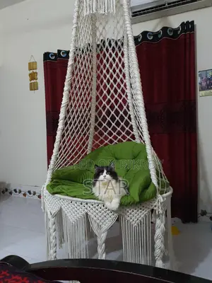 Pure Persian Triple Coated Adult Cat