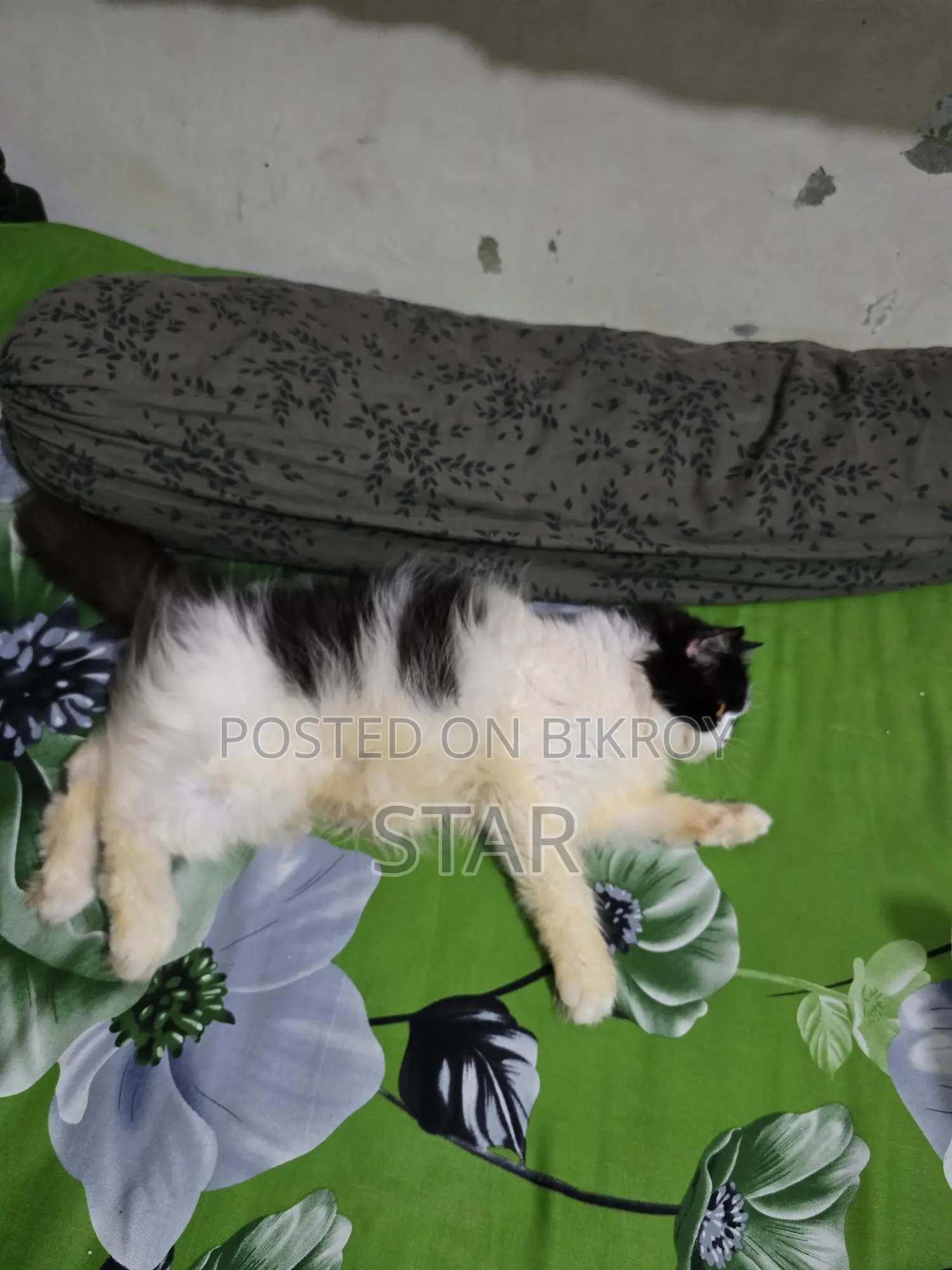 Pure Persian Triple Coated Adult Cat
