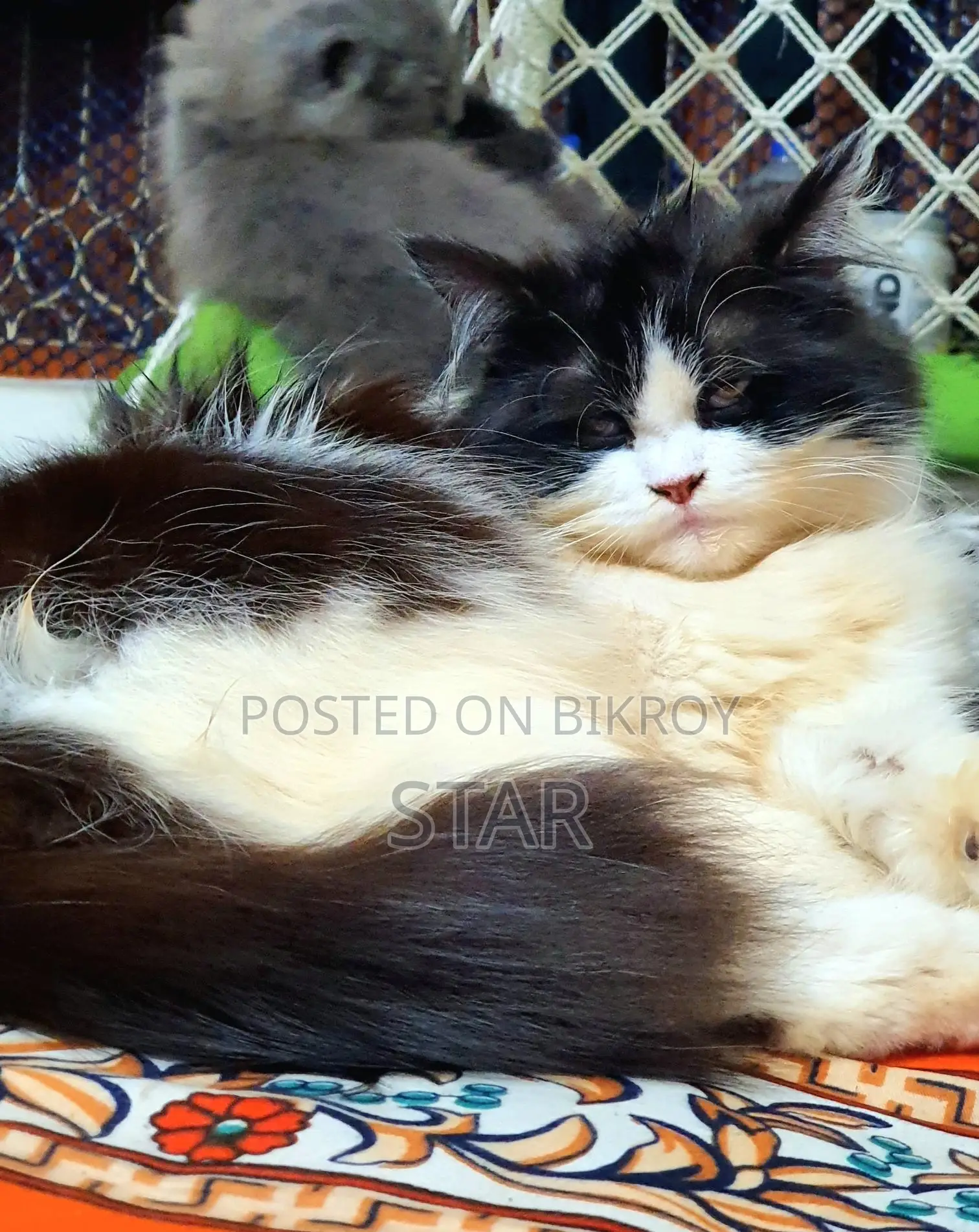 Pure Persian Triple Coated Adult Cat
