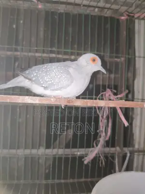 Diamond Dove