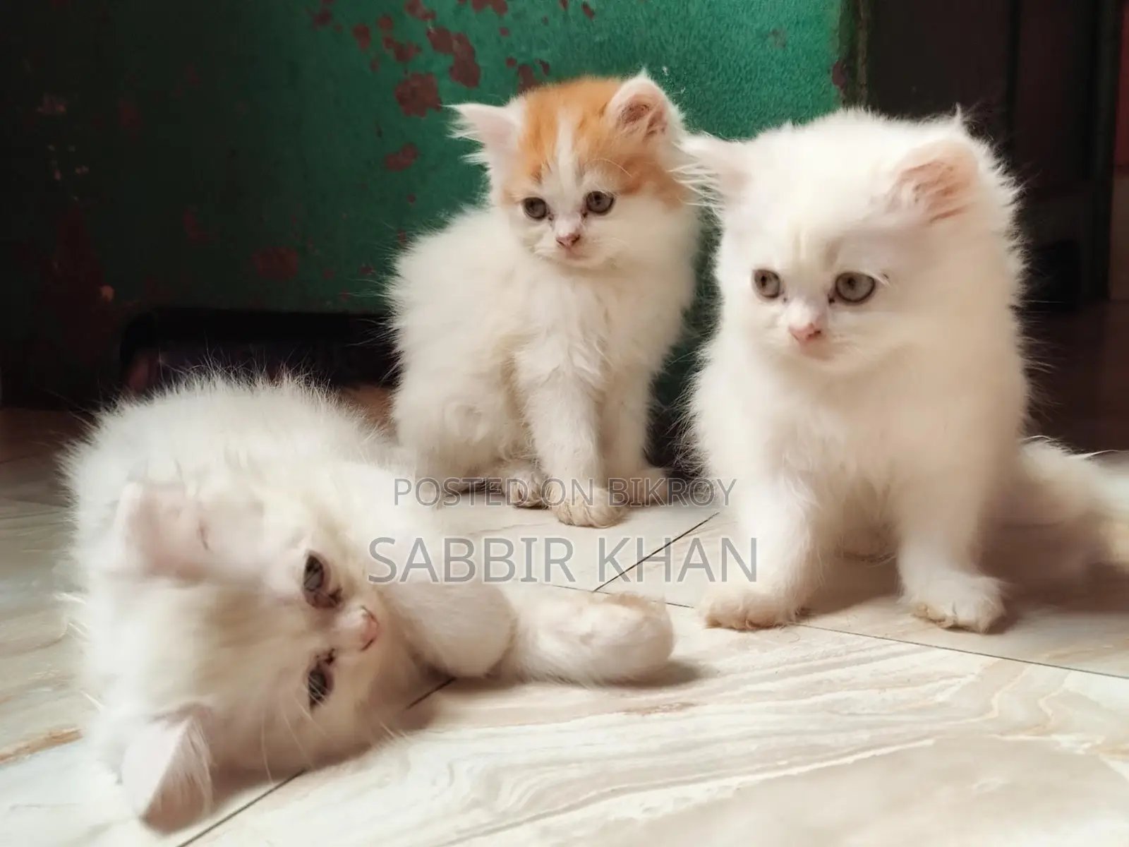 1-3 months Female Purebred Persian