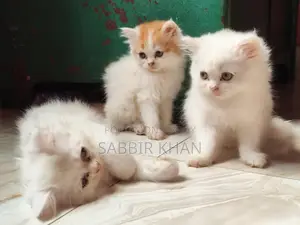 1-3 months Female Purebred Persian