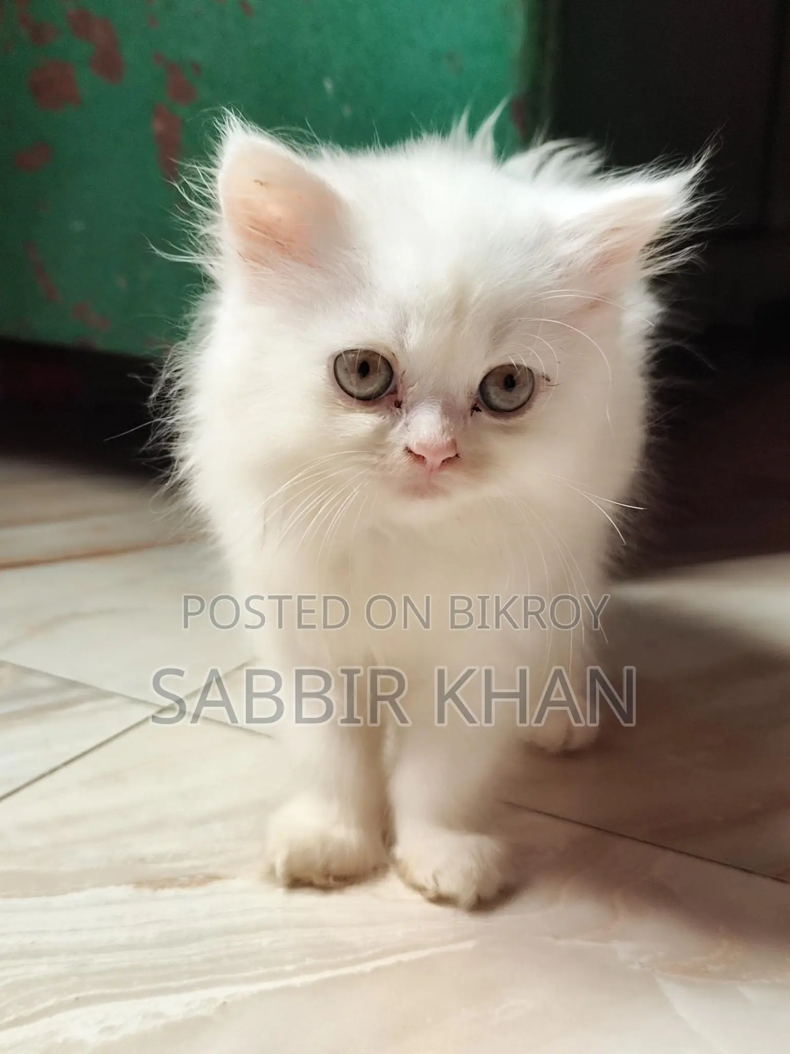 1-3 months Female Purebred Persian