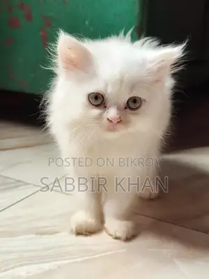 ১-৩ মাস বয়সী মেয়ে পিওরব্রেড পার্সিয়ান