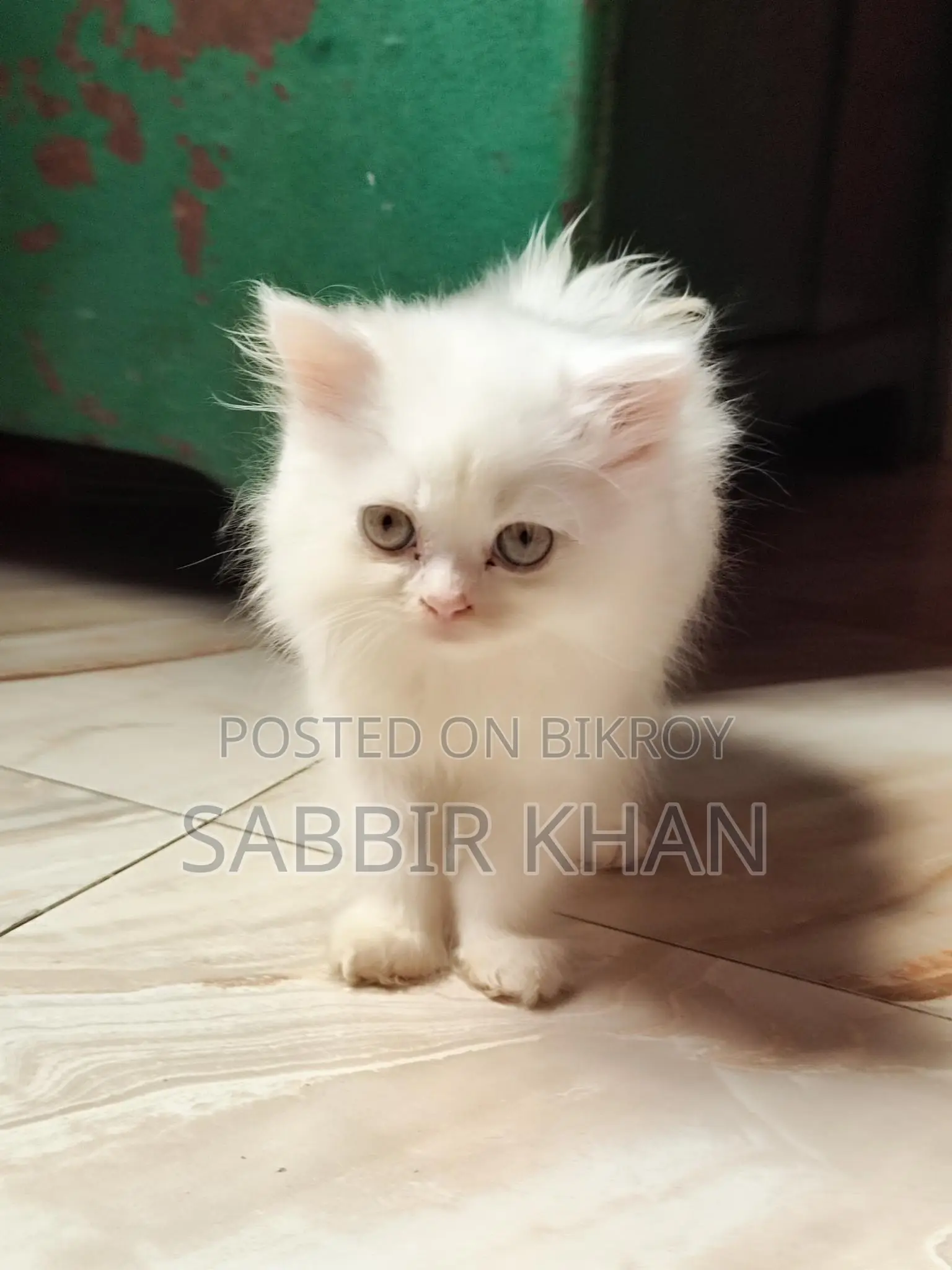 1-3 months Female Purebred Persian