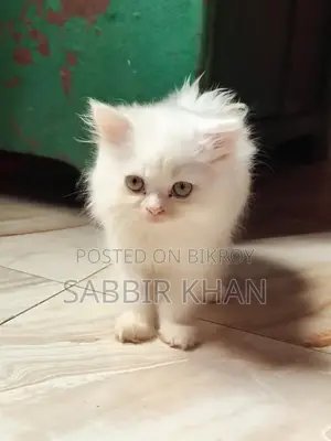 1-3 months Female Purebred Persian