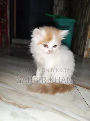 1-3 months Female Purebred Persian
