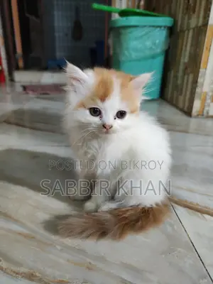 1-3 months Female Purebred Persian