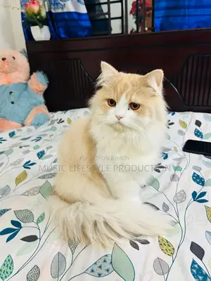 Parsian Cat Sell Dibo