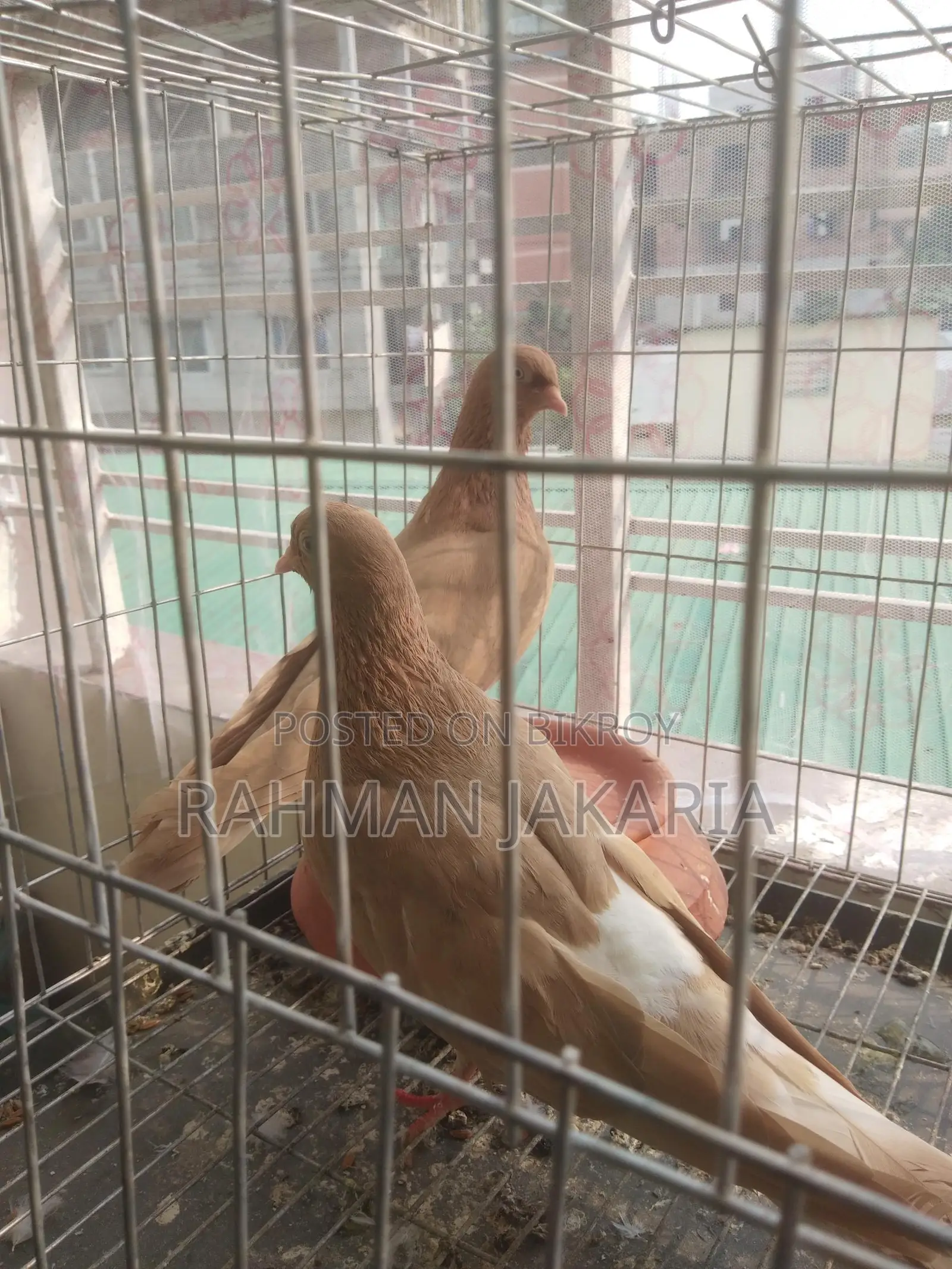 Pigeon For Sell