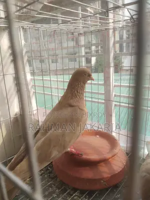 Pigeon For Sell