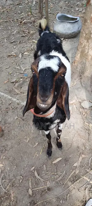 Totapuri Goat