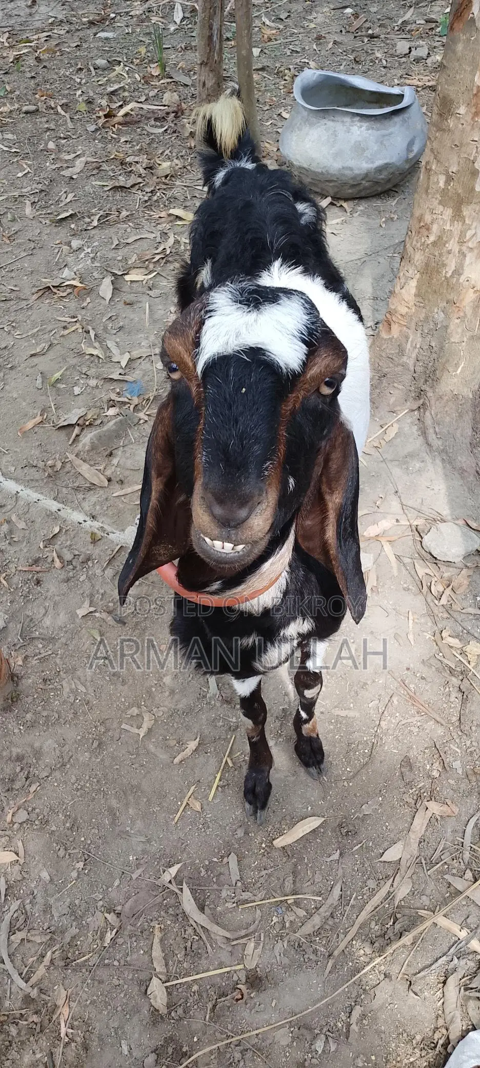 Totapuri Goat