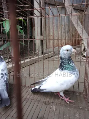 Running pair of birds.