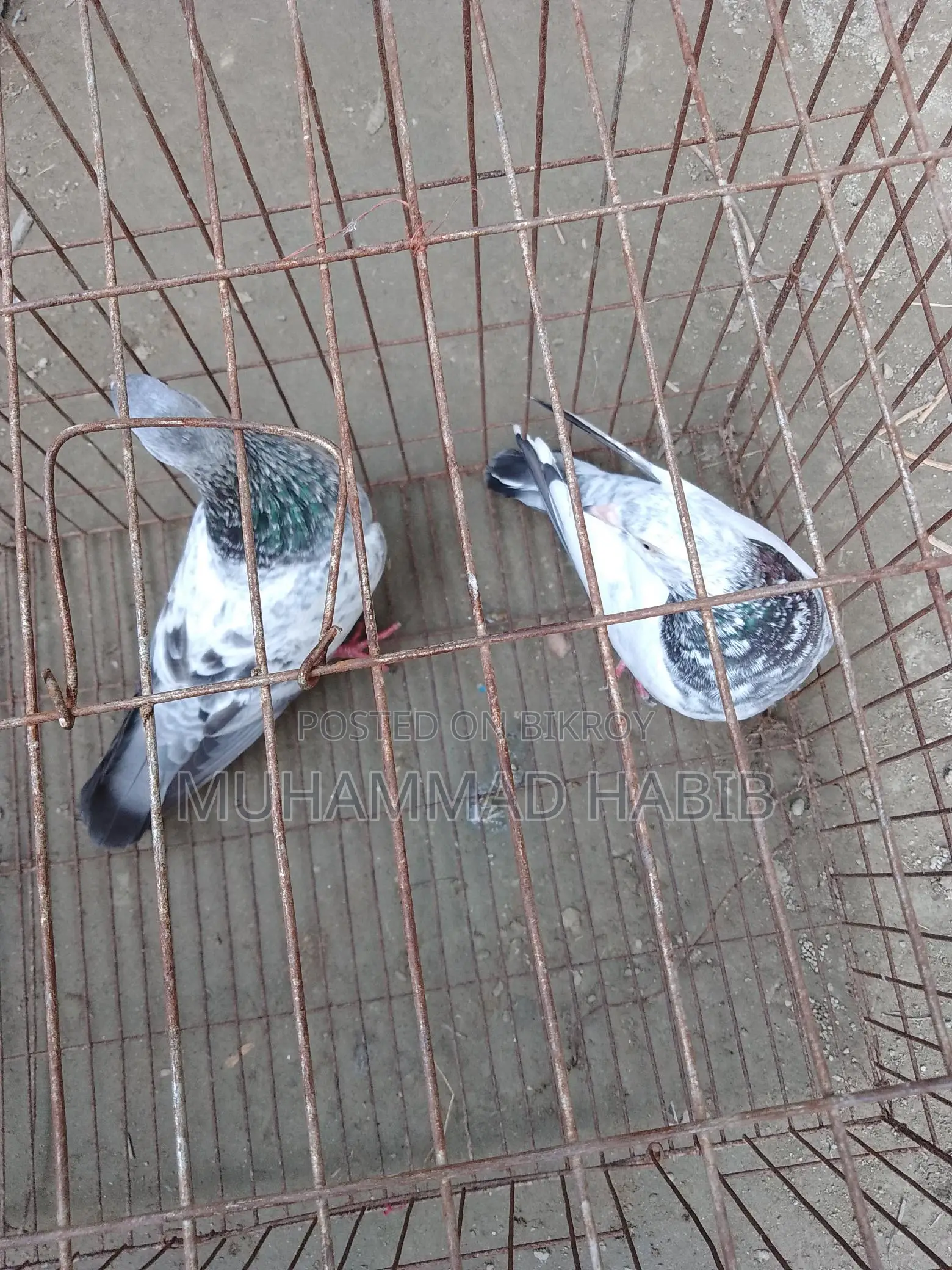 Running pair of birds.
