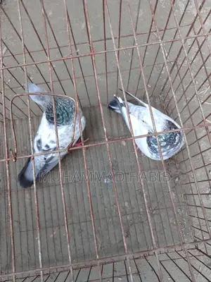 Running pair of birds.