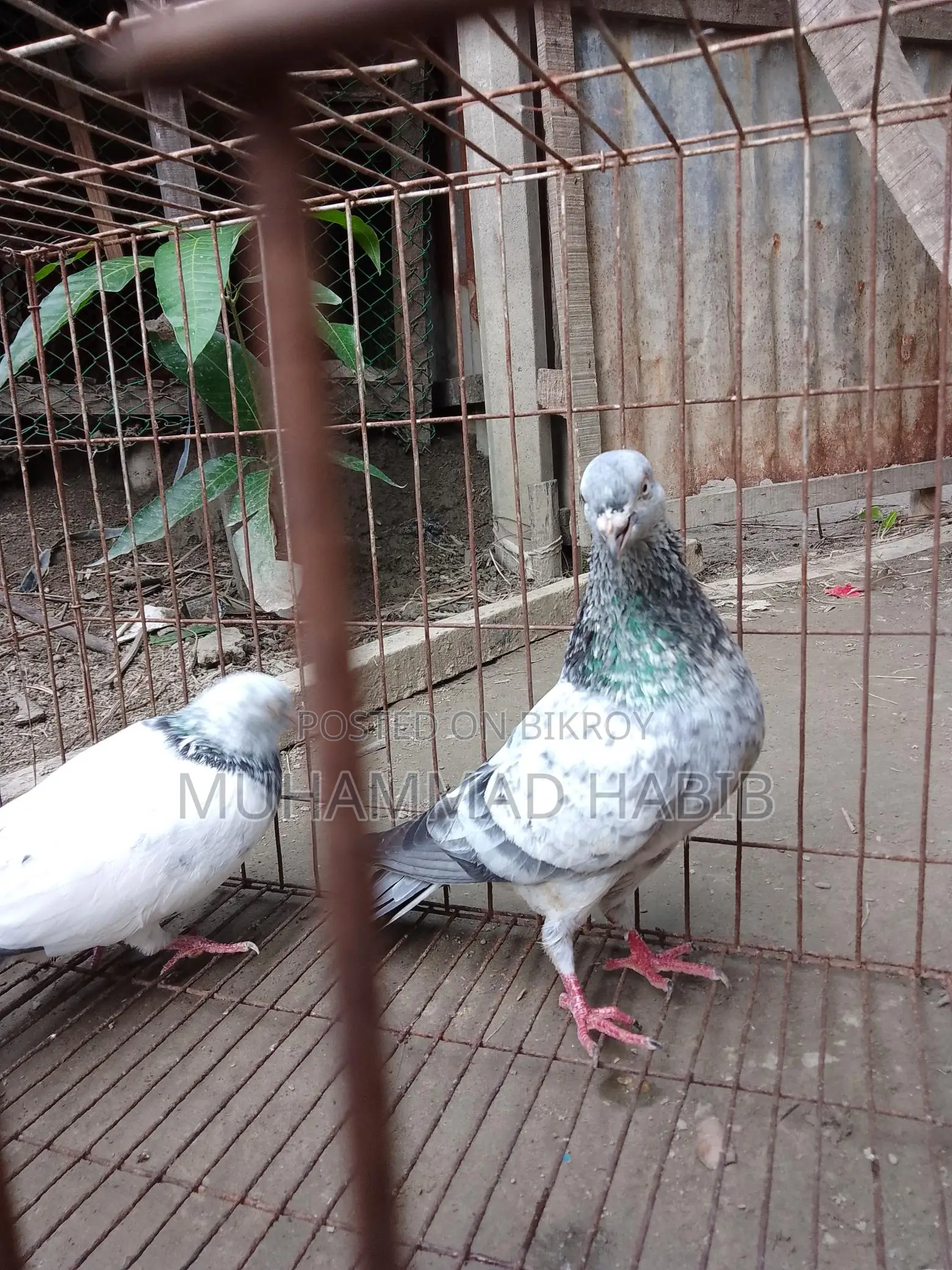 Running pair of birds.