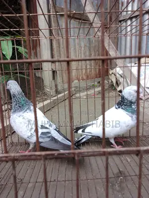 Running pair of birds.