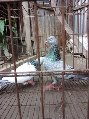 Running pair of birds.