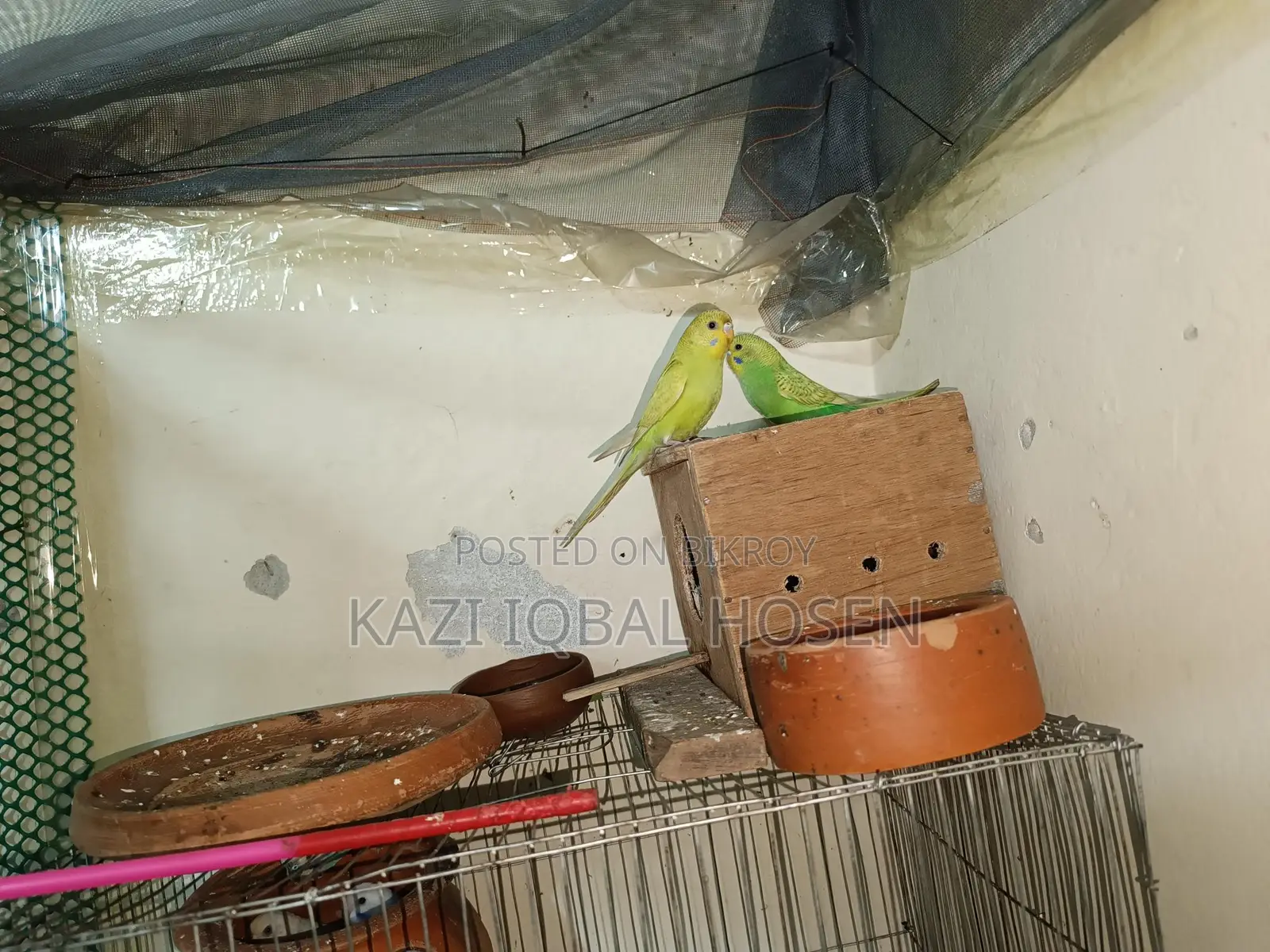 3 Pairs of Budgie Birds