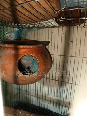 3 Pairs of Budgie Birds