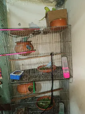 3 Pairs of Budgie Birds