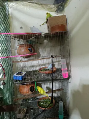 3 Pairs of Budgie Birds
